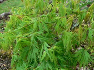 Acer palmatum "Garnet'