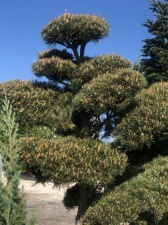 Pinus Bonsai în asortiment