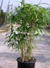 Pseudosasa japonica