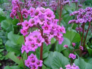 Bergenia