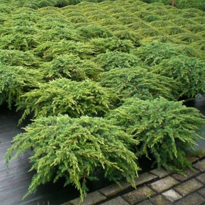 Juniperus "Repanda"