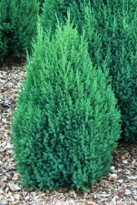 Juniperus Stricta