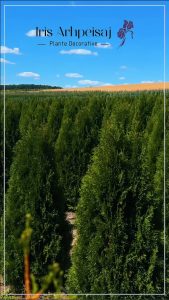 Thuja Smaragd - imagine 4