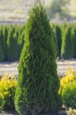 Thuja Smaragd - imagine 3