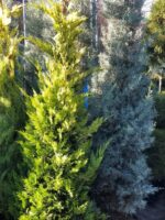 Arizonica PA Cupressocyparis - imagine 4