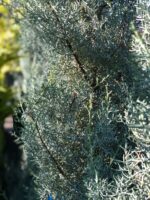 Arizonica PA Cupressocyparis - imagine 2