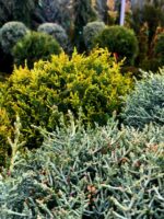 Arizonica PA Cupressocyparis - imagine 3