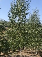 Betula Utilis Doorenbos /Mesteacan/ - imagine 4