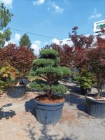 Pinus Bonsai Watereri - imagine 3