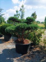 Pinus Bonsai Watereri - imagine 4