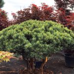 Pinus Bonsai Watereri