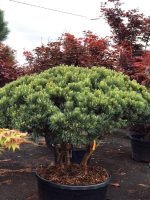 Pinus Bonsai Watereri