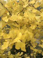 Gingko Biloba - imagine 4