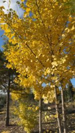 Gingko Biloba