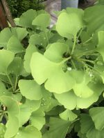 Gingko Biloba - imagine 2