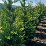 Cupressocyparis Leylandii