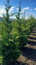 Cupressocyparis Leylandii