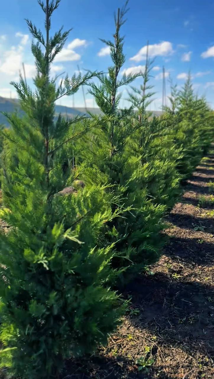 leilandii Cupressocyparis Leylandii - imagine 1