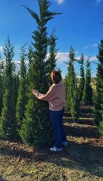 Cupressocyparis Leylandii - imagine 2