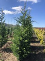 Cupressocyparis Leylandii - imagine 4