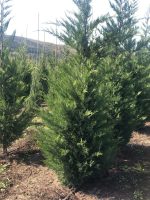 Cupressocyparis Leylandii - imagine 5