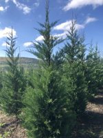 Cupressocyparis Leylandii - imagine 6