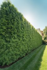 Cupressocyparis Leylandii - imagine 7