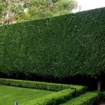 Cupressocyparis Leylandii - imagine 8