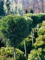 Cupressocyparis Leylandii 1/2PA