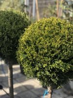 Cupressocyparis Leylandii 1/2PA - imagine 2