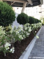 Cupressocyparis Leylandii 1/2PA - imagine 3