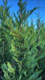 Cupressocyparis Leylandii - imagine 3