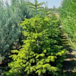 Abies Koreana
