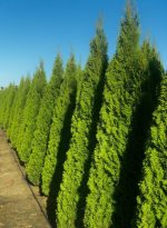 Thuja Smaragd - imagine 2