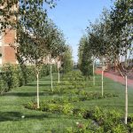 Betula Utilis Doorenbos /Mesteacan/