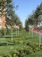 Betula Utilis Doorenbos /Mesteacan/