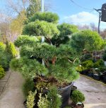 Pinus Bonsai Watereri - imagine 2
