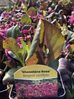 Bergenia - imagine 7