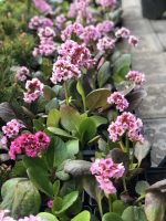 Bergenia - imagine 5