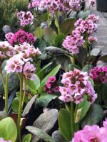 Bergenia - imagine 6