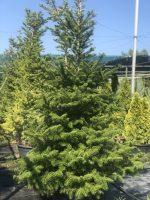 Abies Koreana - imagine 4