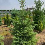 Abies Koreana