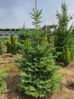 Abies Koreana