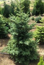 Abies Koreana - imagine 3