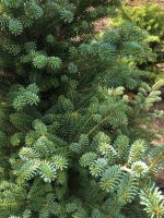 Abies Koreana - imagine 2