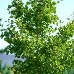 Gingko Biloba