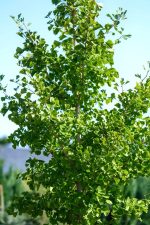 Gingko Biloba