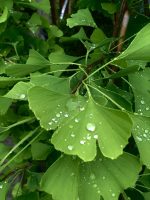 Gingko Biloba - imagine 3
