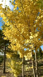 Gingko Biloba - imagine 2