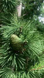 Larix pendula - imagine 2